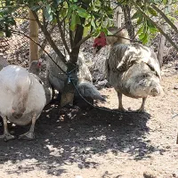 مسکویی نقره ای....بالغ|حیوانات مزرعه|عباسآباد, |دیوار