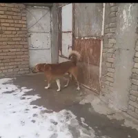 سگ سگ|حیوانات|دهگلان, |دیوار