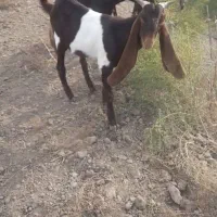 فروش نر بزغاله کاموری