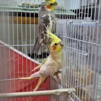 ۲ عدد عروس هلندی نر و ماده ( جفت نیستن )