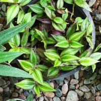 گل گیاه گلستان|گل و گیاه طبیعی|جیرفت, |دیوار