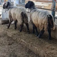 قوچ داشتی|حیوانات مزرعه|بهبهان, |دیوار