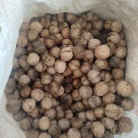 گردو معمولی|خوردنی و آشامیدنی|شاهین دژ, |دیوار