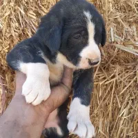 توله سگ قدریجونی|سگ|دهاقان, |دیوار