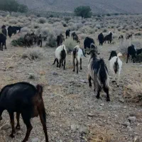 بز داشتی جوان