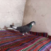 کفتراصفهانی