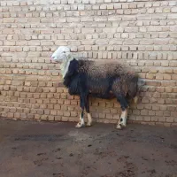 قوچ کله عروس