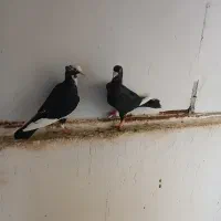 یک جفت  مینا سیاه