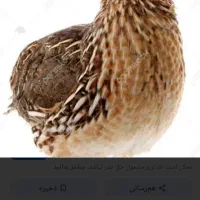 بلدرچین 60 روزه