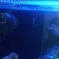 فروش آکواریوم آب شور سوپر کلیر معاوضه|ماهی|تهران, صادقیه|دیوار