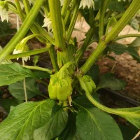 کارگر ساده گلخانه فلفل دلمه