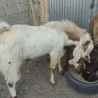 نربز  پاکستانی درجه یک|حیوانات مزرعه|بردسکن, |دیوار