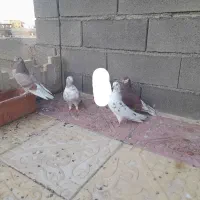 کبوتر پرشی