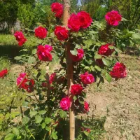 باغ|فروش خانه و ویلا|نطنز, |دیوار