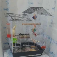 واگذاری عروس هلندی  معلول