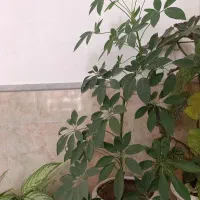 (گل )|گل و گیاه طبیعی|زبرخان, |دیوار