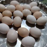 تخم مرغ|حیوانات مزرعه|کرباسک, |دیوار