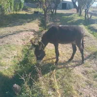 فروش الاغ جوان۹ماهه چاقوچله به فروش میرسد