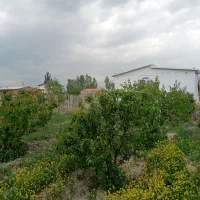 نهال بارده ۵ ساله|خدمات باغبانی و درختکاری|نوشین شهر, |دیوار