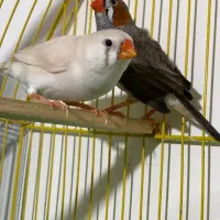 فنچ نر وماده