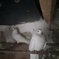 کبوتر|پرنده|ماکو, |دیوار