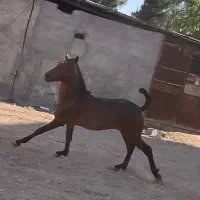 اسب
