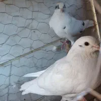 فروش تعدادی کفتر