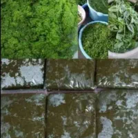 سبزی رامهرمز خوش عطر و‌خوشمزه عمده وخورده