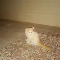 بچه گربه ناز