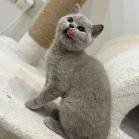 گربه بریتیش رنگ خواص لی لاک|گربه|پرند, فاز ۳|دیوار