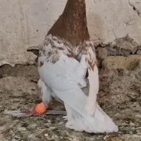 کفتر یا کبورت کله زرد