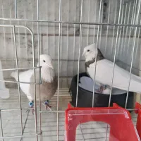 یه جفت طوقی با جوجه مفت جا ندارم