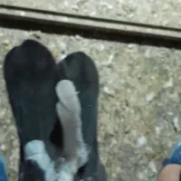 جوجه عرب|پرنده|مراغه, |دیوار