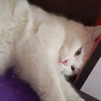 گربه پرشین|گربه|رفسنجان, |دیوار