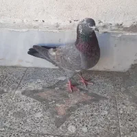 کفتر|پرنده|چابهار, |دیوار