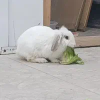 خرگوش ماده نژاد لوپ( عادت ماهانه ندارد )همراه قفس|موش و خرگوش|زنجان, |دیوار