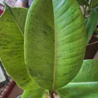 گلدان فیکوس ابروبادی|گل و گیاه طبیعی|شاهینشهر, نسیم ۵|دیوار