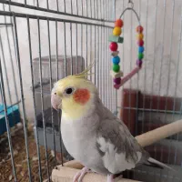 جفت عروس هلندی همراه با قفس|پرنده|تهران, وحیدیه|دیوار