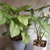 گل سرحال|گل و گیاه طبیعی|اصفهان, آفاران|دیوار