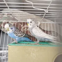 جفت مرغ عشق