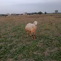 قوچ گوسفند نر سفید|حیوانات مزرعه|فرح آباد, |دیوار