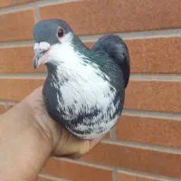 ۲تا زرد ۱گلی ۱زاغ ریشی