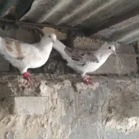 سه تاکبوترگرفتنی نردوری|پرنده|اهواز, بهارستان|دیوار