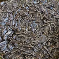 تخمه درجه یک اعلا