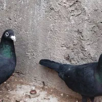 جفت زاغ کرمانی خدایه زات چپ نر پولکی پلاکی