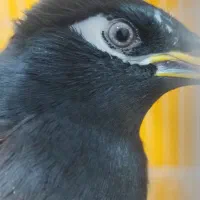 دو عدد پرنده سخنگو حاضر جواب