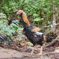 فروش مرغ و خروس لاری