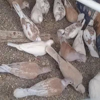 کبوتر خانگی