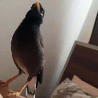 مینا سخنگو|پرنده|تهران, امامت|دیوار