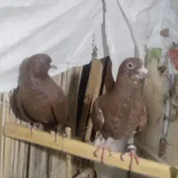 کبوتر فروشی
